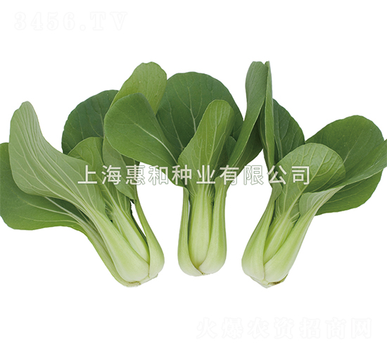 С����̖-��˷N��-�ݺͷN�I(y��)