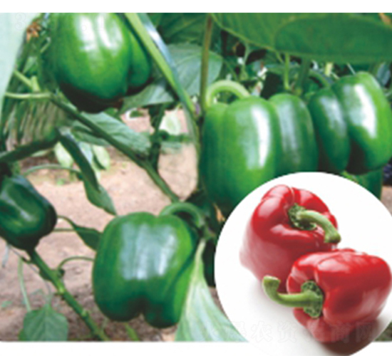 ���t-�����N��-�����r(n��ng)�I(y��)