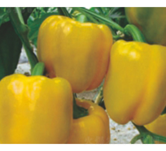 �S��-�����N��-�����r(n��ng)�I(y��)