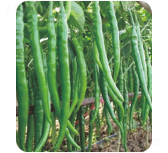 �G�u-�����N��-�����r(n��ng)�I(y��)