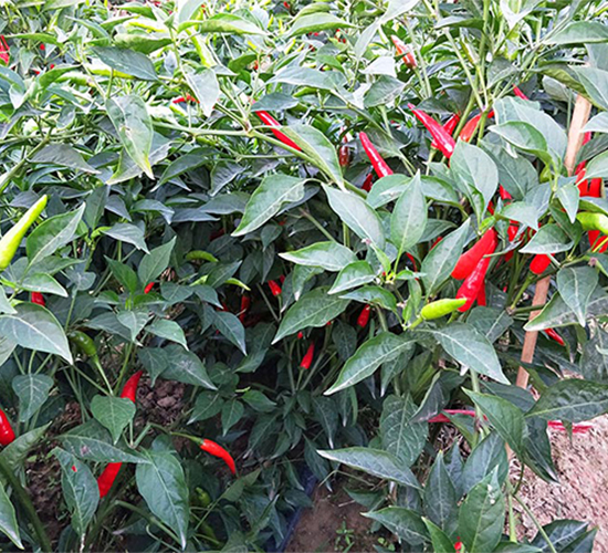 �M�@�t-�����N��-�����r(n��ng)�I(y��)