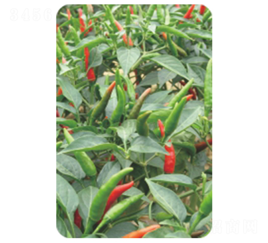 ӳɽ�t-�����N��-�����r(n��ng)�I(y��)