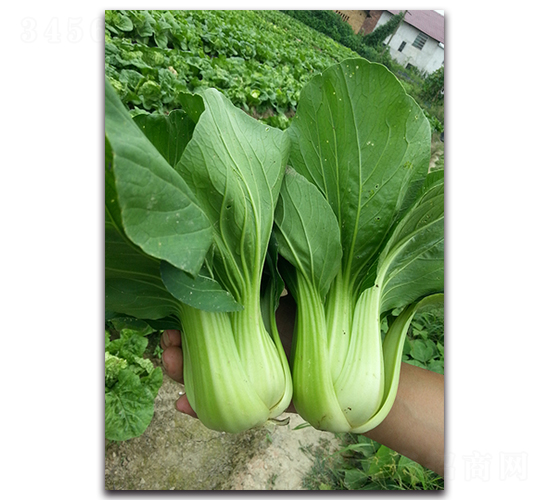 �����๣��-�๣�˷N��-�������r(n��ng)�I(y��)