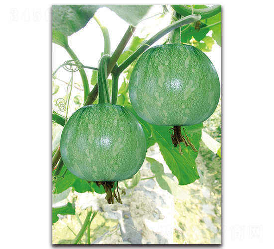 ��Ƥ����-�ϹϷN��-�������r(n��ng)�I(y��)