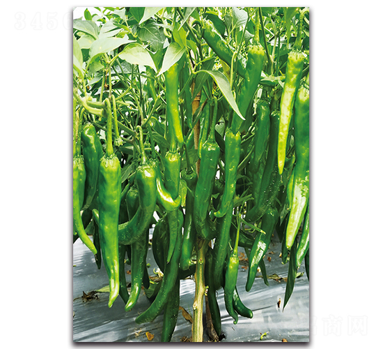 ����Ʒζ��-�����N��-�������r�I(y��)