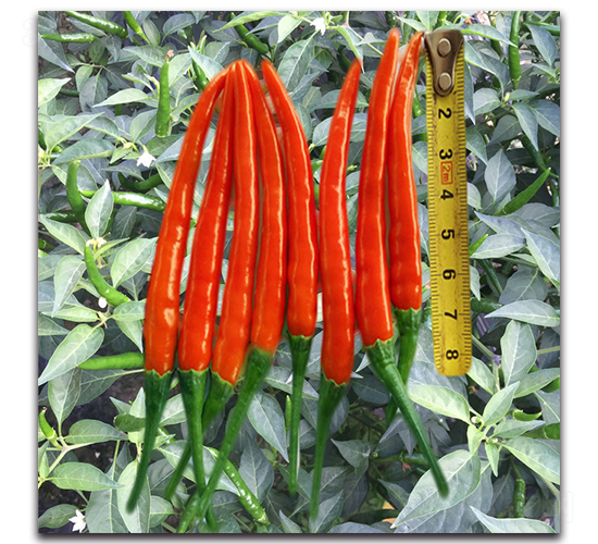 ����-�����N��-�������r(n��ng)�I(y��)