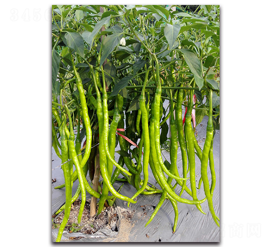 ��G1628-�����N��-�������r(n��ng)�I(y��)