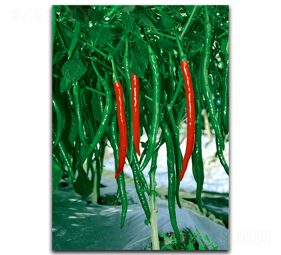 �t��303-�����N��-�������r(n��ng)�I(y��)