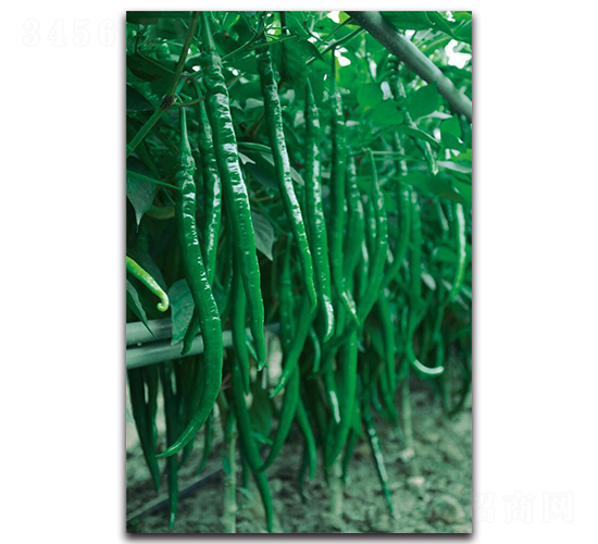 �ھ�118-�����N��-�������r(n��ng)�I(y��)