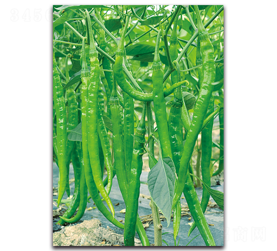 ����99-�����N��-�������r(n��ng)�I(y��)