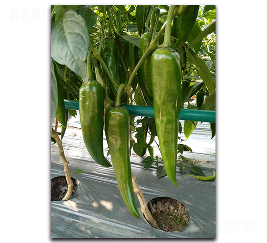 ���L(zh��ng)����(j��)16̖(h��o)-�����N��-�������r(n��ng)�I(y��)