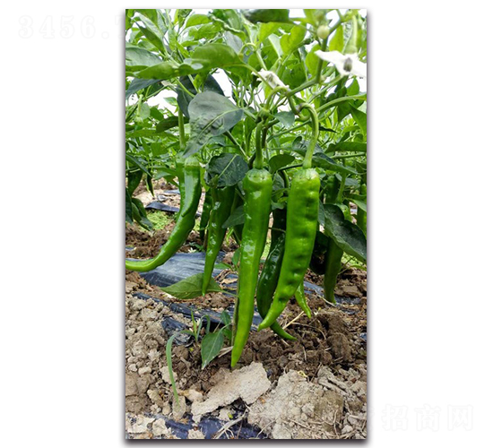 ������ʮ��̖-�����N��-�������r(n��ng)�I(y��)