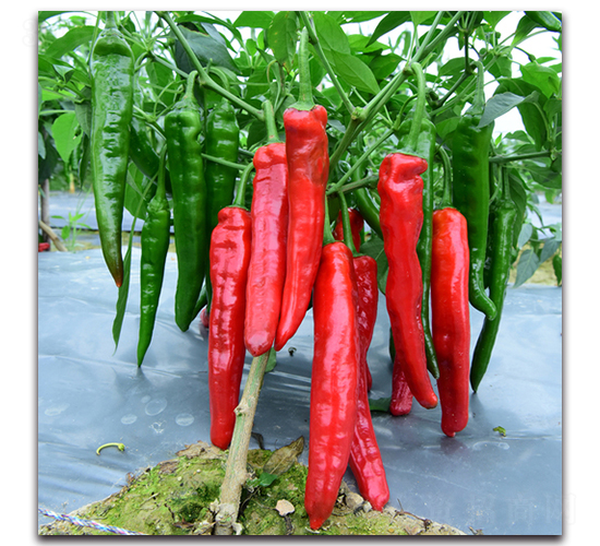 �t��һ̖(h��o)-�����N��-�������r(n��ng)�I(y��)