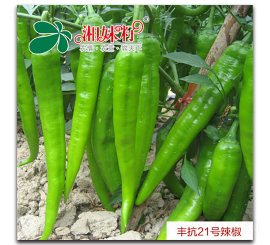 �S��21-�����N��-�������r(n��ng)�I(y��)