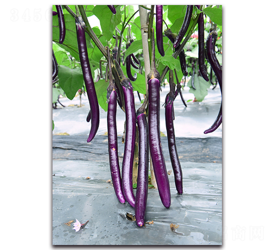 ����-���ӷN��-�������r(n��ng)�I(y��)