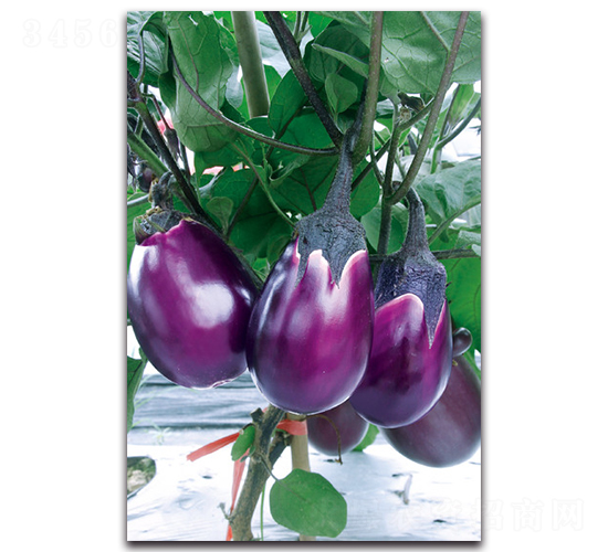 ��Ʒ����t��-���ӷN��-�������r(n��ng)�I(y��)