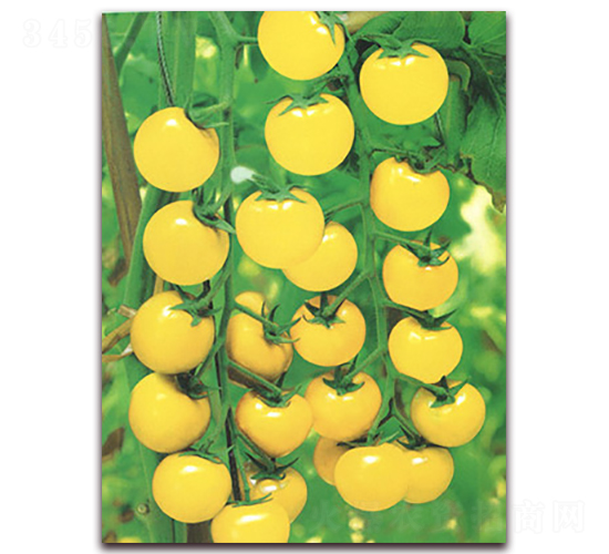 ��̫��-���ѷN��-����