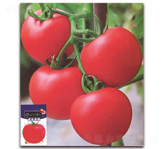 ������̖(h��o)-���ѷN��-����