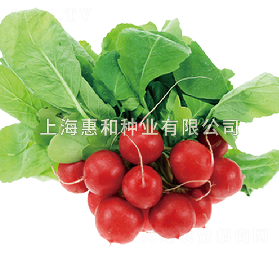 �t��-�}���N��-�ݺͷN�I(y��)