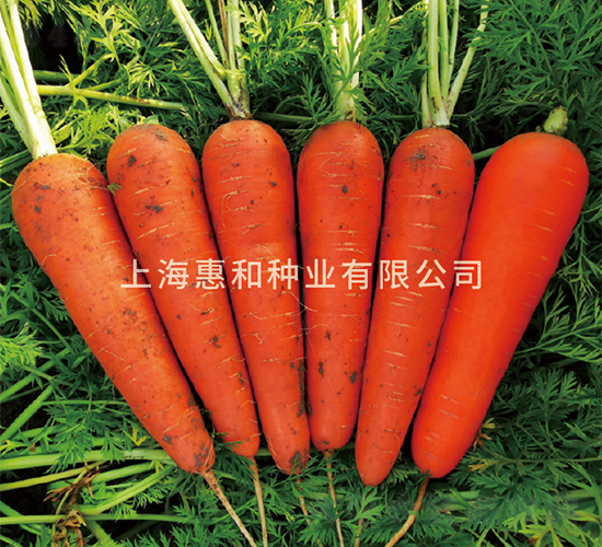 ����˹-���}���N��-�ݺͷN�I(y��)