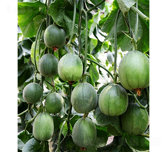 �G��һ̖(h��o)-��ϷN��-ɽ�|��Դ