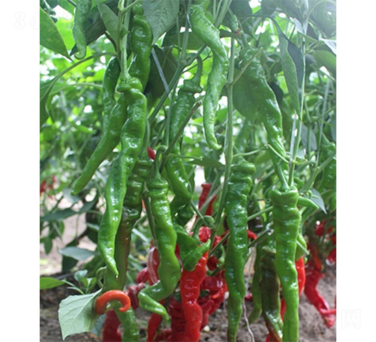 �G�]��̖-�����N��-ɽ�|��Դ