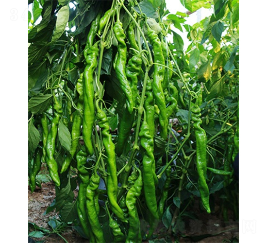 �G�]��-�����N��-ɽ�|��Դ