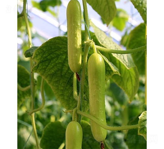 ����һ̖-�S�ϷN��-ɽ�|��Դ