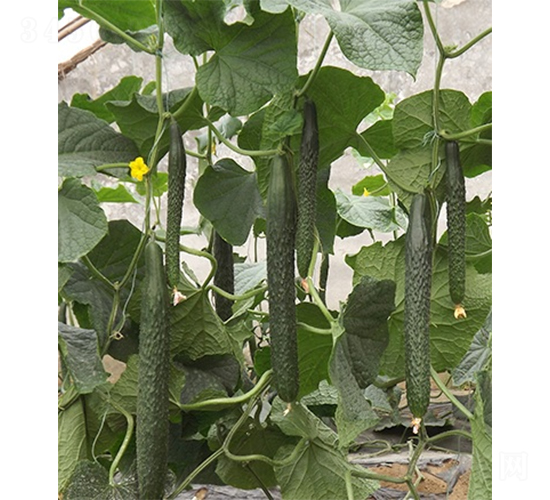 �G��1̖(h��o)-�S�ϷN��-ɽ�|��Դ