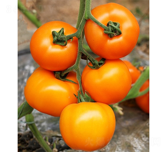 ��(��i)���S��-���ѷN��-ɽ�|��Դ