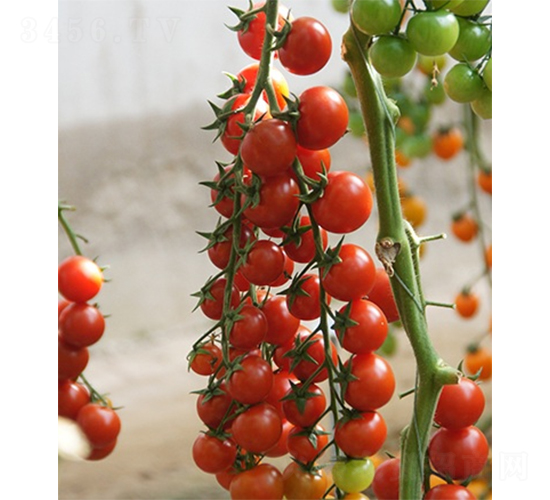 �ۼ�����-���ѷN��-ɽ�|��Դ