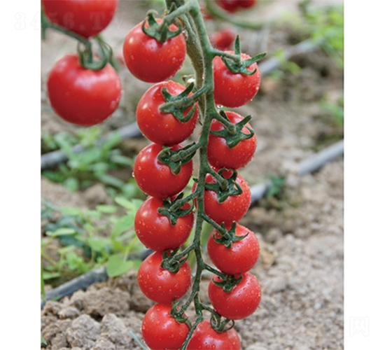 �ۼ�����-���ѷN��-ɽ�|��Դ