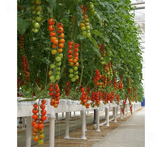 ��(��i)������-���ѷN��-ɽ�|��Դ