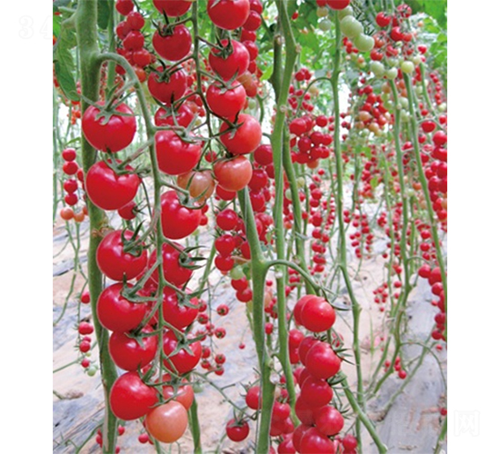 �ۼ�311-���ѷN��-ɽ�|��Դ