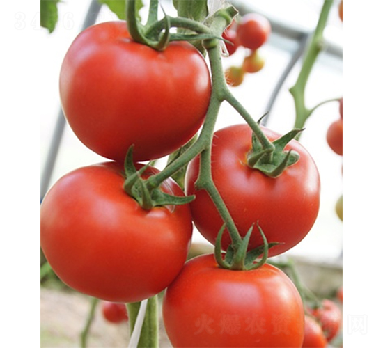 �ۼ�201-���ѷN��-ɽ�|��Դ