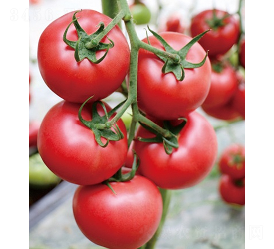 ��(��i)��168-���ѷN��-ɽ�|��Դ