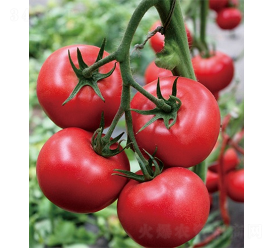 �ۼ�163-���ѷN��-ɽ�|��Դ