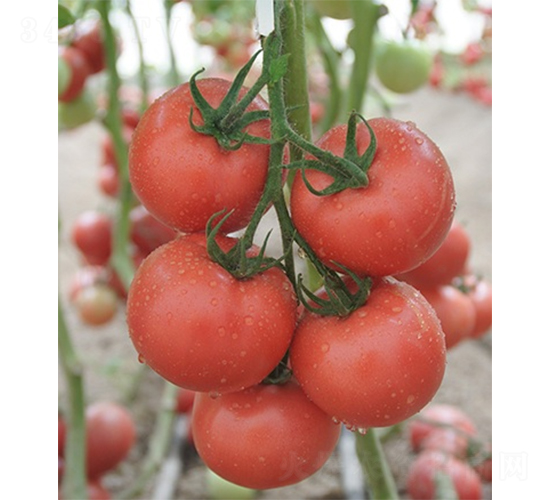 �ۼ�112-���ѷN��-ɽ�|��Դ