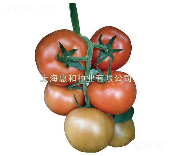 �t��-���ѷN��-�ݺͷN�I(y��)