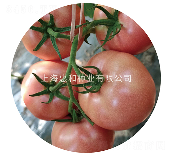 ������-���ѷN��-�ݺͷN�I(y��)