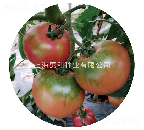 ��̫��-���ѷN��-�ݺͷN�I(y��)