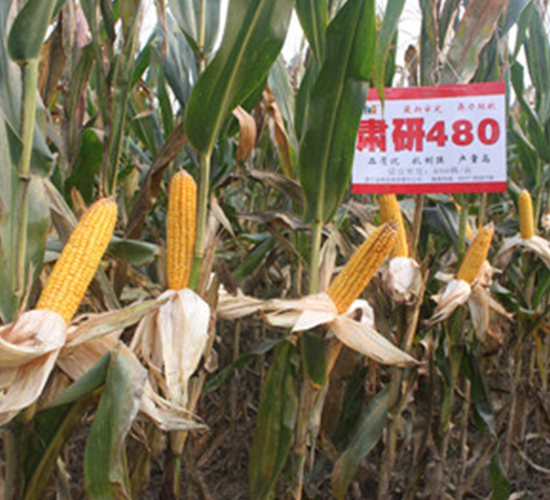 �C��480-���׷N��-�����r�I(y��)