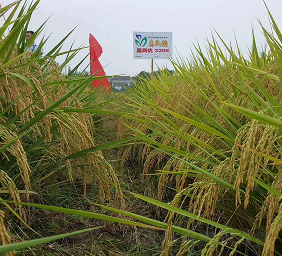 ���Ƀ�(y��u)3206-ˮ���N��-�����r(n��ng)�I(y��)