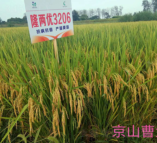 ¡�Ƀ�(y��u)3206-ˮ���N��-�����r(n��ng)�I(y��)