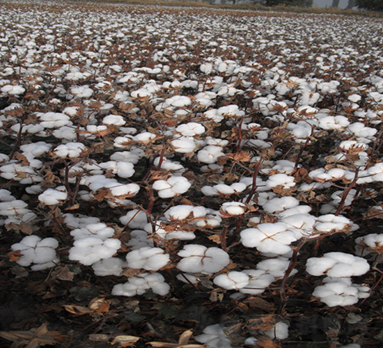 �����66̖-�޻��N��-�����r(n��ng)�I(y��)