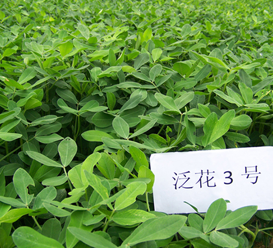 ����3̖(h��o)-�����N��-����N�I(y��)