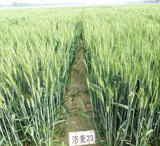 ����23-С���N��-����N�I(y��)