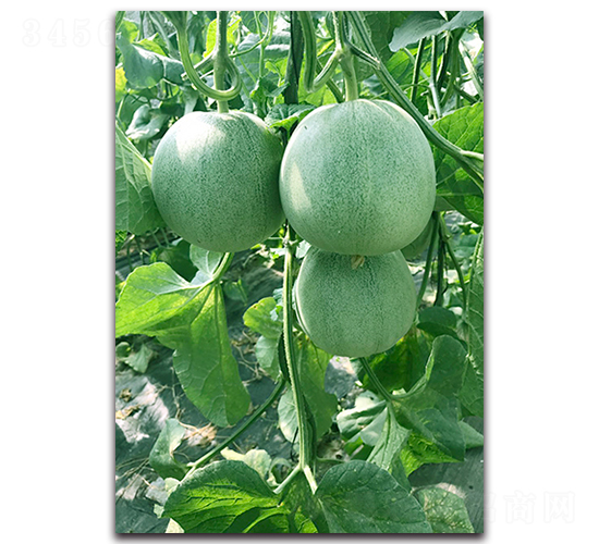 �������-��ϷN��-����N�I(y��)