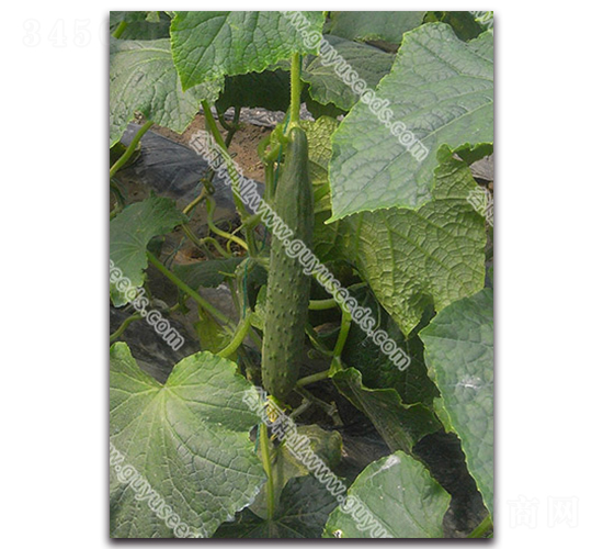 ����08-3�S��-�S�ϷN��-����N�I(y��)