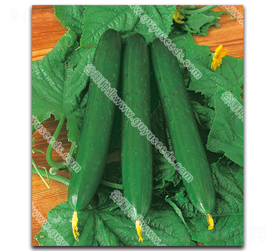 ����08-1�S��-�S�ϷN��-����N�I(y��)